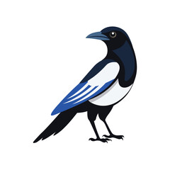 Magpie bird vector art illustration isolated on white background.