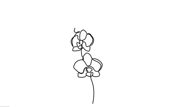 Continuous line art of orchid flower Animation. Animated Video of tropical flowers Motion Graphics work. 