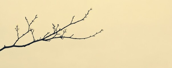 Bare tree branch against soft yellow sky
