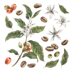 Set of coffee plants with green leaves and red coffee fruits. Ripe berries with white flowers and roasted coffee. Watercolor set of illustrations for shop, cafe, banners, postcards, packaging design