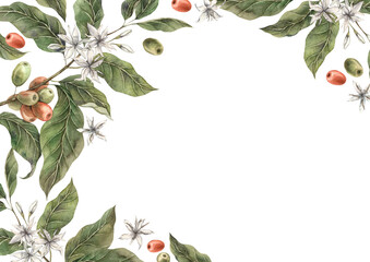 Coffee plant with green leaves and red coffee fruits. Ripe coffee berries with white flowers. Hand drawn watercolor rectangular frame for shop, cafe, banner, postcard, coffee packaging design