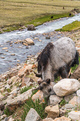 Yak on the road during the ritual kora yatra around sacred Mount Kailash