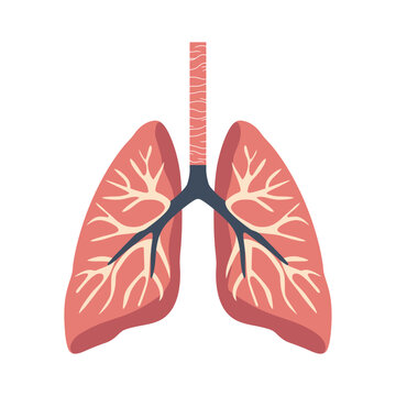 A detailed cartoon illustration of human lungs, showing the branching bronchial system. The lungs are pink with realistic anatomy, representing the respiratory system.