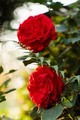 Red rosesi In Himachal Pradesh India.