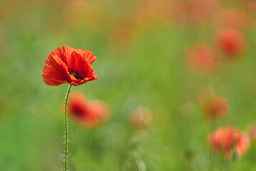Naklejka premium World War remembrance day. Lone Red Poppy.
