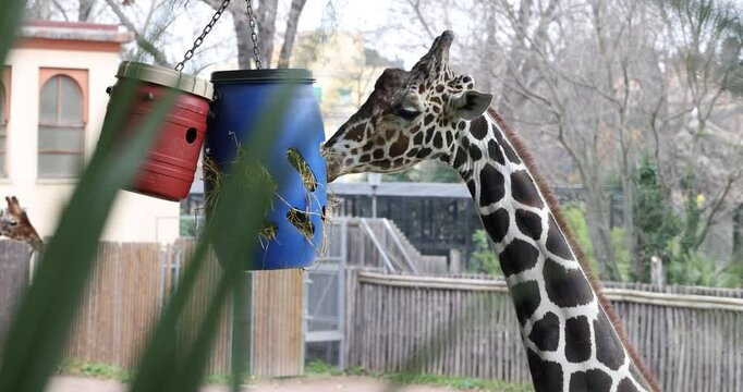 Giraffe eats from hanging container at zoo