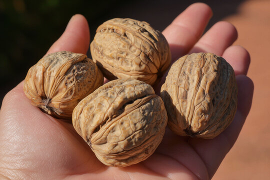 A hand holding four whole walnuts, showcasing their textured shells and natural appearance.