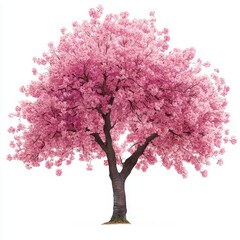 Fototapeta premium Cherry Blossom Tree in Full Bloom with Dense Pink Flowers