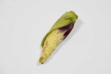 生命の神秘を解き明かす