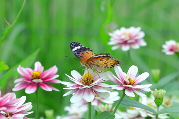 ヒャクニチソウの蜜を吸うツマグロヒョウモン