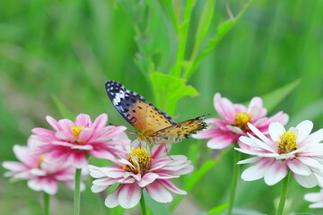 ヒャクニチソウに止まるツマグロヒョウモン