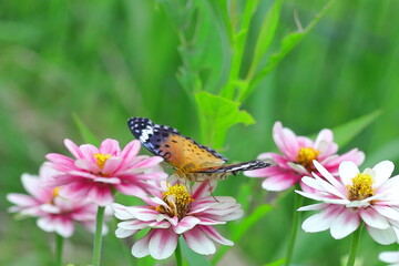 百日草の蜜を吸うツマグロヒョウモン