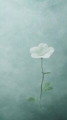 Fototapeta premium White flower emerging through mist on pale