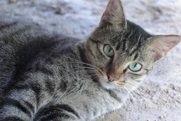 Tabby cat - Daily Life.