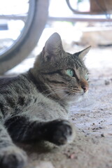 Naklejka premium Tabby cat - Daily Life.