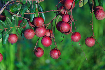 Obraz premium Purple longan is a popular tropical fruit in Mekong delta, Vietnam. It is also as known as Vietnamese cuisine with a brown shell, fresh sweet, white flesh around a round and shiny, black seed.
