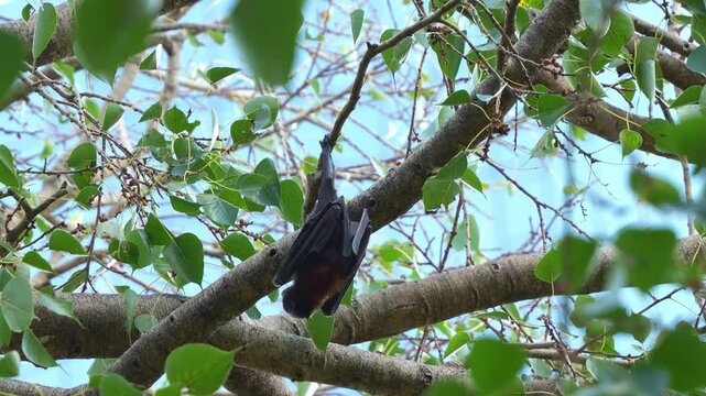 Little red flying-fox (pteropus scapulatus) hanging upside down from a tree branch amidst lush green foliage, slowly crawl along the tree branch and foraging the fruits, close up shot.