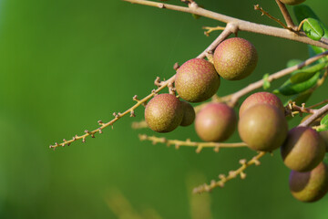 Longan is a popular tropical fruit in Mekong Delta, Vietnam. It is also as known as Vietnamese cuisine with a brown shell, fresh sweet, white flesh around a round and shiny, black seed.