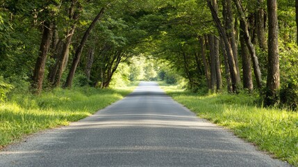 Obraz premium Serene Country Road: Pine Tree Canopy Tunnel