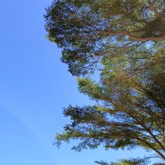 Serene Blue Sky with Lush Green Tree Canopy