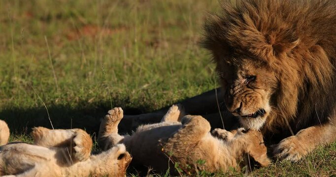 A baby lion plays with his father in the savannah