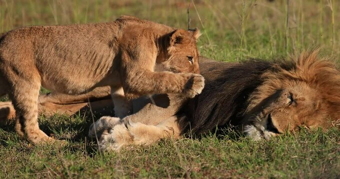 A baby lion plays with his father in the savannah