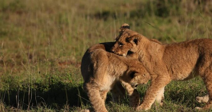 Two baby lions playing in the savannah