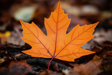 Close-up of a vibrant orange autumn leaf on the ground, surrounded by fallen leaves, capturing the beauty and colors of the fall season