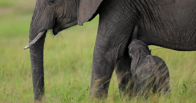 A baby elephant drinks its mother's milk in the savannah