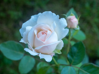 rose flower in the garden