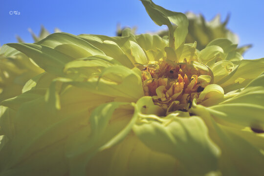 Winter Bloom