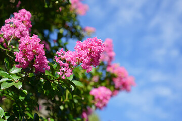 鮮やかなピンクのサルスベリ