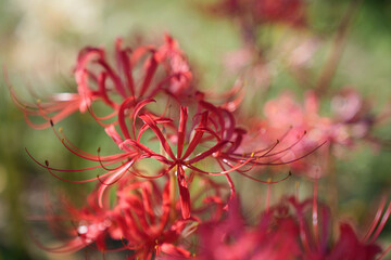 優美な小彼岸花
