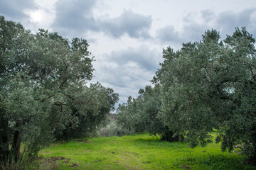 Olive gardens. Olive trees in Erdek. Olive trees in Balıkesir. Olive trees in Turkey.
