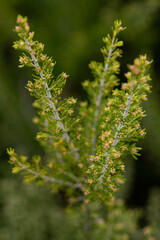 Olive gardens. Olive trees in Erdek. Olive trees in Balıkesir. Olive trees in Turkey.
