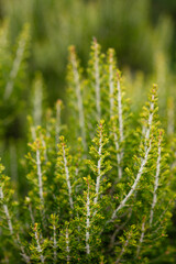 Olive gardens. Olive trees in Erdek. Olive trees in Balıkesir. Olive trees in Turkey.
