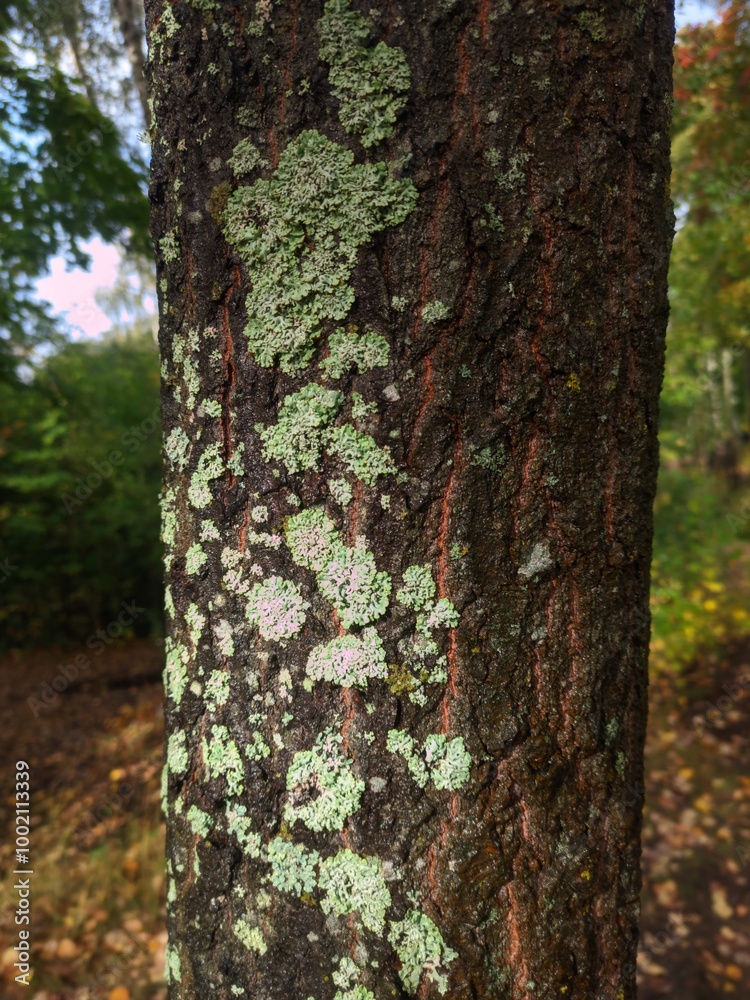 Poster a detailed view of a tree's bark covered in lush green moss, suitable for use in nature-inspired des