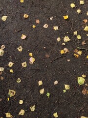 Fototapeta premium A bunch of leaves scattered on the ground.
