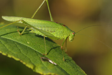 An extremely rare Southern Sickle-bearing Bush Cricket, Phaneroptera nana, resting on a leaf.