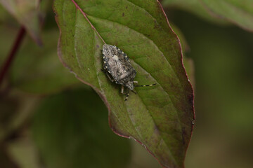 A Mottled Shieldbug, Rhaphigaster nebulosa, resting on a leaf.