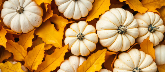 Fototapeta premium White Pumpkins and Autumn Leaves