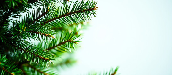 Obraz premium Close-up of a Green Pine Branch on a White Background