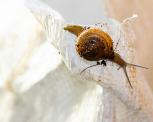 Macro shot of a snail isolated on a white background.