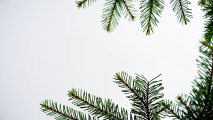 Evergreen Branch on a White Background