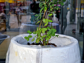 preparation for tying the root ball of a tree in a flower pot. mixed planting with perennials in a...