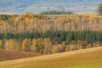 北海道美瑛の紅葉風景