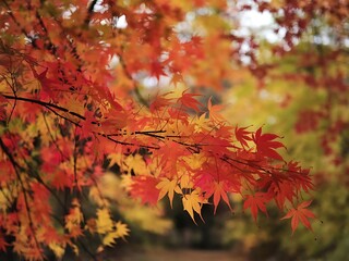 beauty of red and orange maple leaves in autumn. The leaves should be vividly colored, with shades of red, orange, and yellow, highlighting the transition of the season