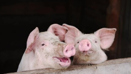 Pigs are free on farm in a pen in mud. Welfare and care of farm animals. Gender selection of livestock. Selective focus.