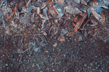 Frozen autumn leaves on the ground in frosty winter morning