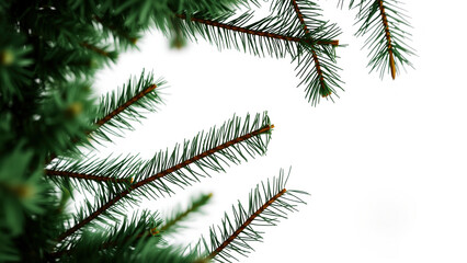 Obraz premium Green Pine Branches on White Background